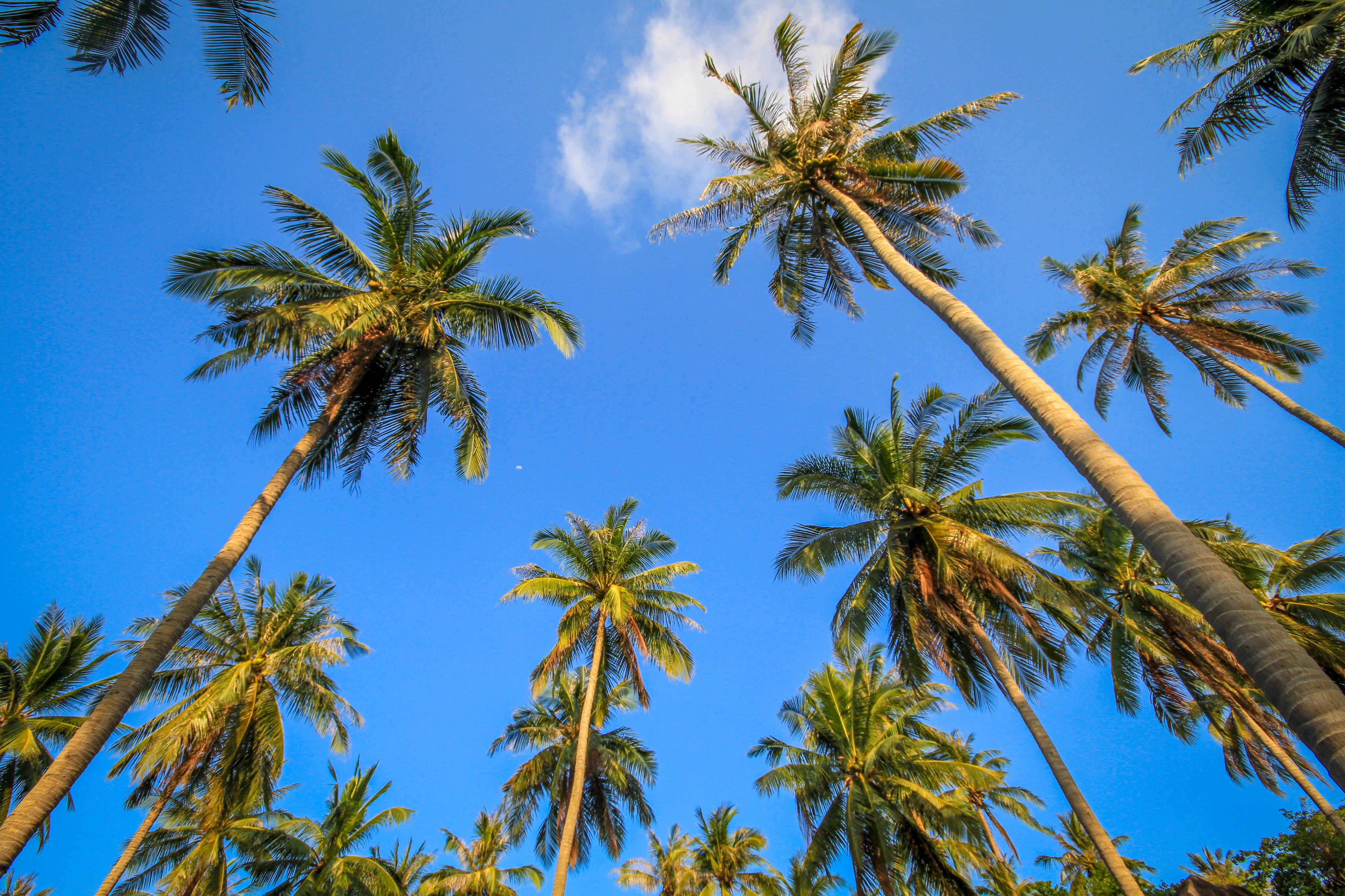 Recommended cameras for summer travel
